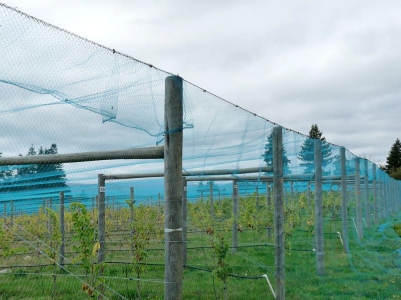 bird net