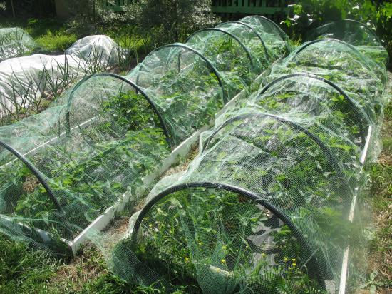 How to Set Up Anti Bird Net in Orchard
