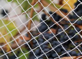 Benefits Of Using Anti Bird Net in Aquatic Industry